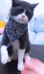 154544838782927.gif