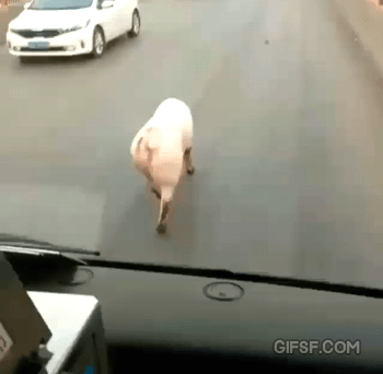 154588741380355.gif