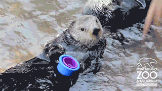 154588819261833.gif
