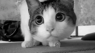 154701614359019.gif