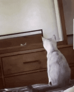 154702149561773.gif