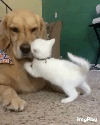 154703513376818.gif