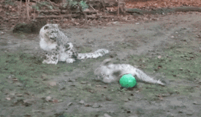 154703707886287.gif