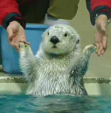 154801064756978.gif