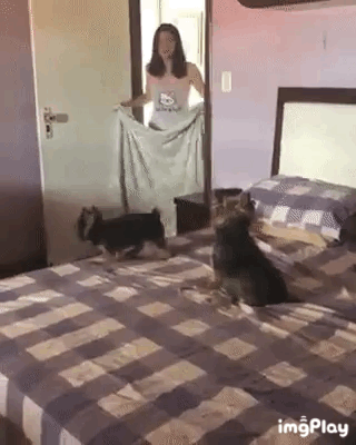 154802007054278.gif