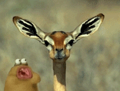 154802668886457.gif