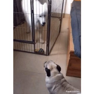 154803914677027.gif