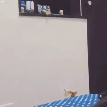 154805123247513.gif