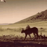 154812700160072.gif