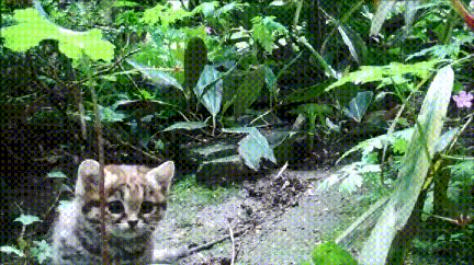 154816066254588.gif