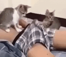 154859301368308.gif