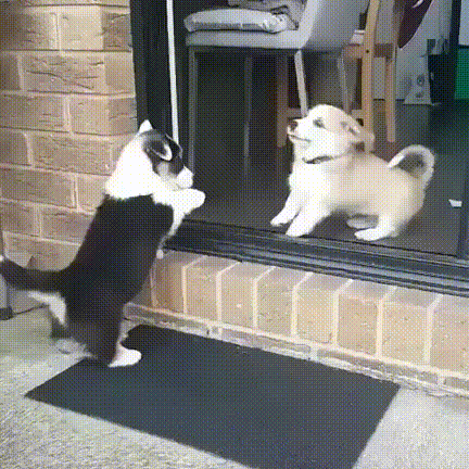 154862668789160.gif