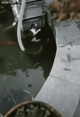 155067174048949.gif