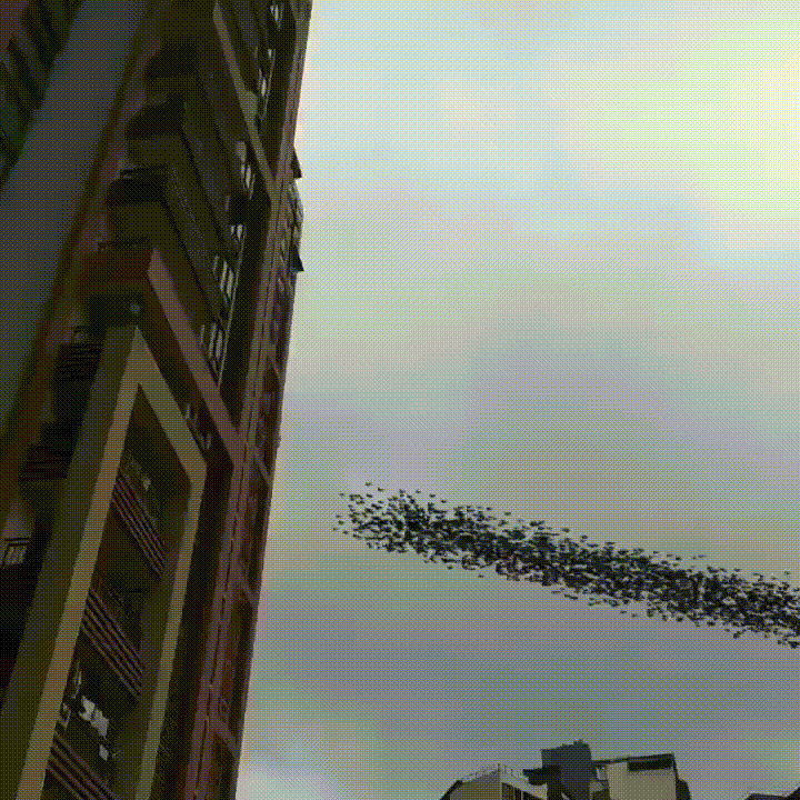 155067489557676.gif