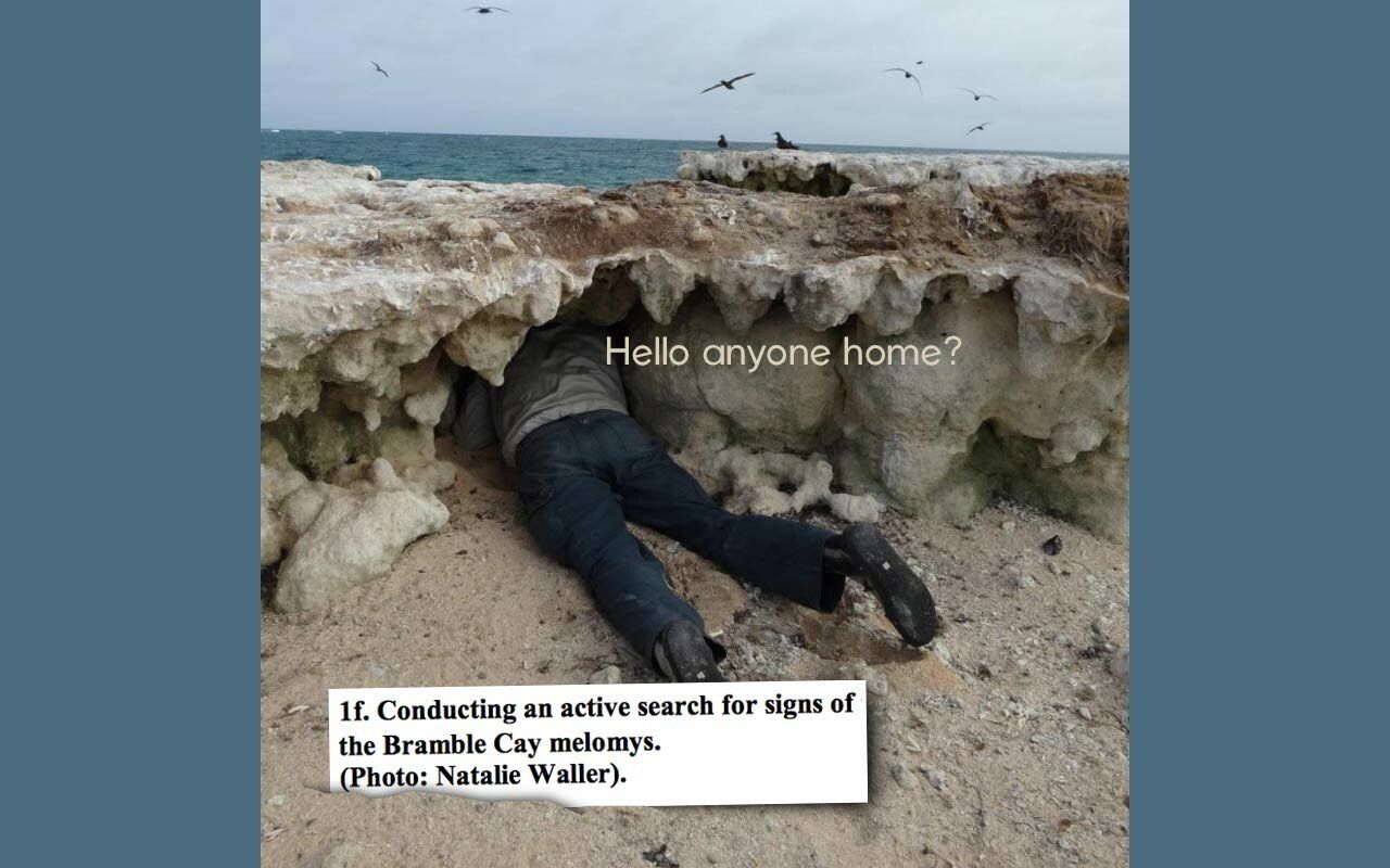 155078629533339.jpg