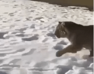 155079569576168.gif