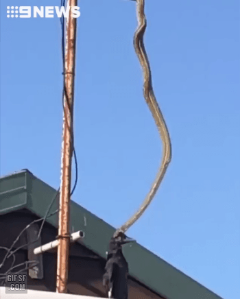 155079801299447.gif
