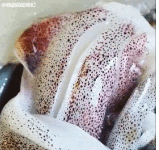 155081215167737.gif