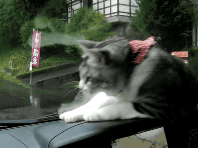 155097867624077.gif