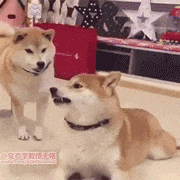 155126444371209.gif