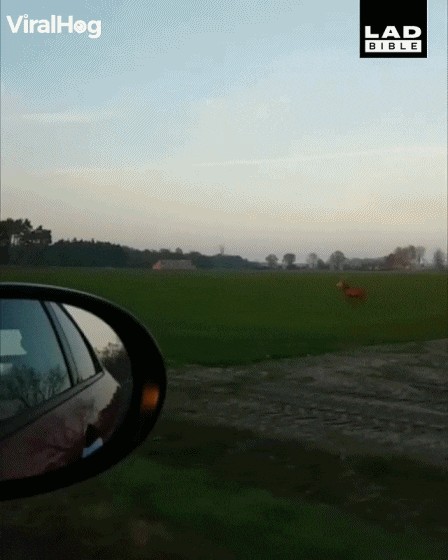 155126573699133.gif