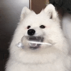 155144731871280.gif