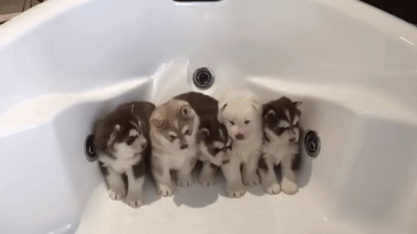 155148113433097.gif