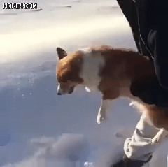 155182959189420.gif