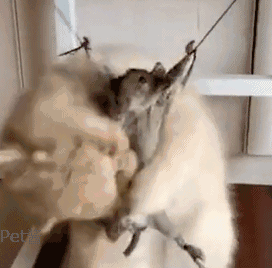 155218822175794.gif