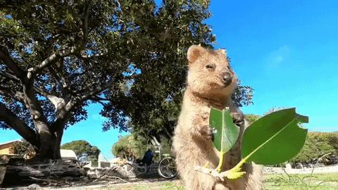 155260875114400.gif