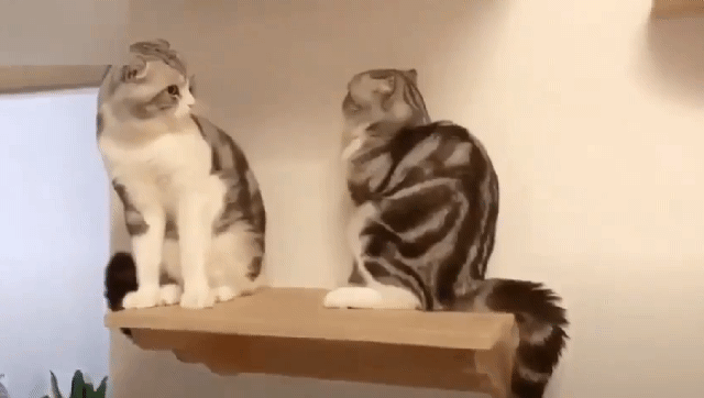 155320665325111.gif