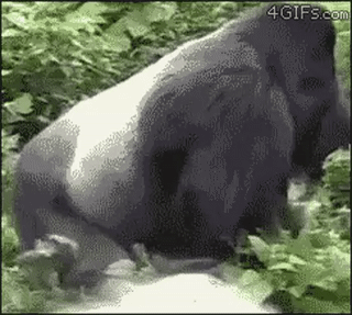 155321760323858.gif