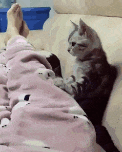 155349946042215.gif
