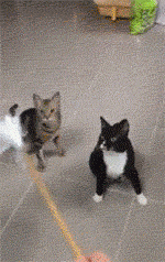 155351365443245.gif
