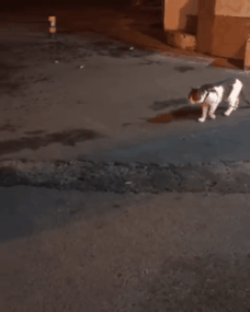 155356711855491.gif