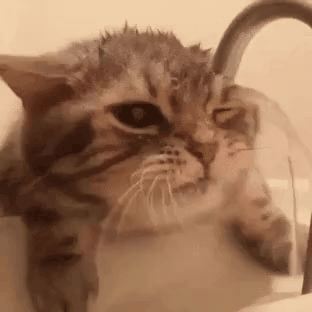 155369487034019.gif
