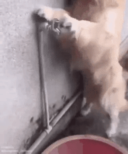 155377459138131.gif