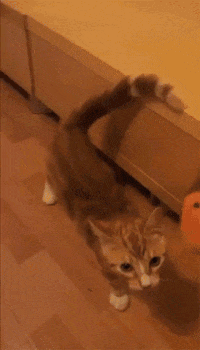 155377473143419.gif