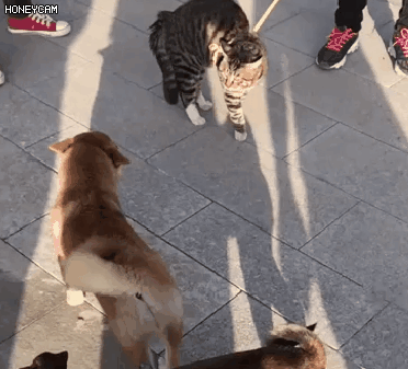 155377631272036.gif