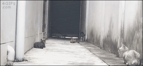 155377640410492.gif