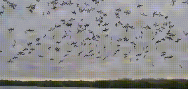 155379028664028.gif