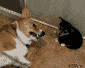 155385854344164.gif