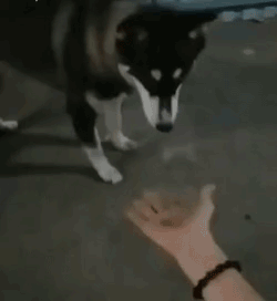 155385893124412.gif