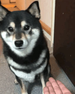 155538797820055.gif