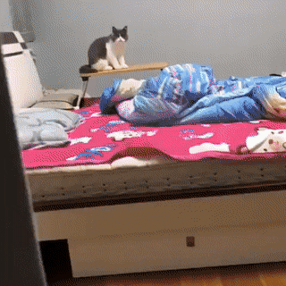 155548284078266.gif