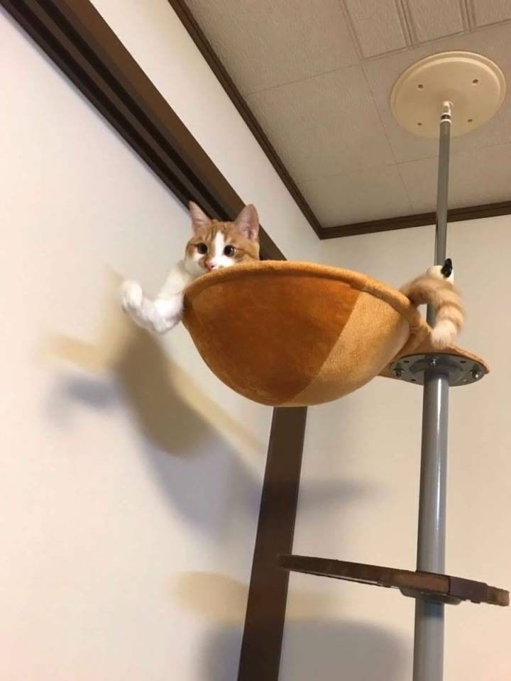 155573340827610.jpeg