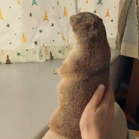 155779410646816.gif