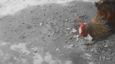 155780129259752.GIF