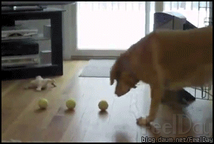 155901141923517.gif
