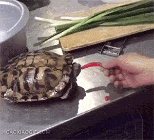 155905279225515.gif